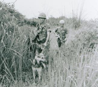 A Dog Handler of the 49th Scout Dog Platoon searches for Viet Cong booby traps.