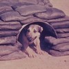 Dogs, handlers and Combat Tracker Teams in South Vietnam.